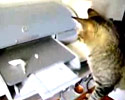 Cat Secretary