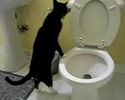 funny video where cats are flushing toilets