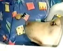 Funny Dogs