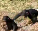 cheeky monkey pushes its little sister into water