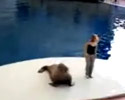 a walrus dancing in this video
