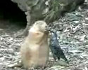 Nosey Bird