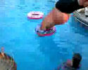 fat daddy jumps through small swimming ring