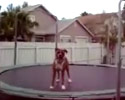 loves jumping on the trampoline