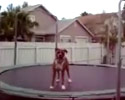 Funky Dog