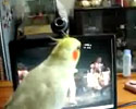Dancing Parrot