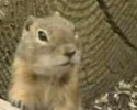 squirrel dancing and singing in the rythm of pop song
