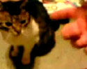 Cat Actor