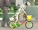 Biker Dog