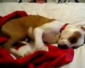 Sleeping Dog