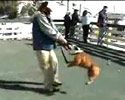 dog loves skateboard, snowboard and wakeboard