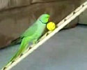 Trained Parrot