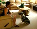 Trained Dog