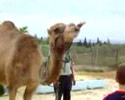 Thirsty Camel
