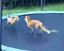 Foxes on Spring-board
