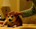 Angry Dog