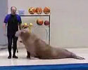 Sea Dog Dance