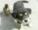 Puppy and Duck