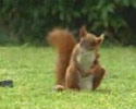 Soccer Squirrel