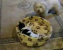 Cheeky Cat