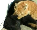 Gentle Massage