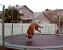 sporty pet loves to jump on the trampoline