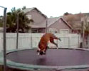 Jumping Dog