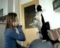 Clever Dog