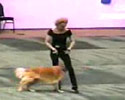 a cool performance by dog and its man