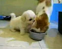 cute puppy fights hungry cat