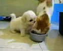 Fight Over Food
