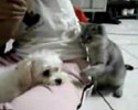 Cat Provokes Puppy