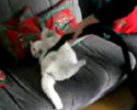 Cat Loves Vacuuming
