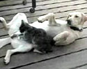 cat playing with dogs familiar parts