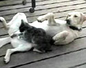 Cat Masseuse