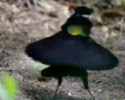 The Coolest Bird