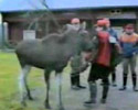 The Moose
