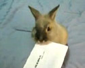 nice little rabbit will help you opening envelopes