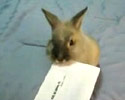 Envelope Opener