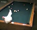 this chicken would beat your ass in pool