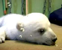 Knut