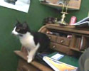 Lame Cat