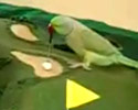Golf Loving Parrot