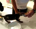 Hungry Kitty