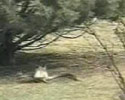 Fearless Rabbit