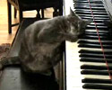 this pussy can play the piano