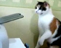 Printer Cat