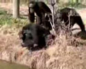 Bad Monkey