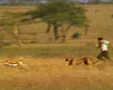 How to Annoy Cheetah