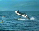 huge fish jumps from the sea and falls down on boat.